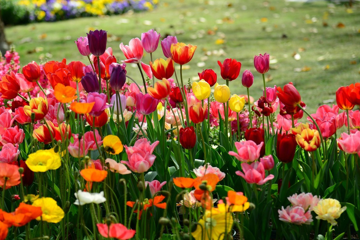 继续在云台花园里采花。