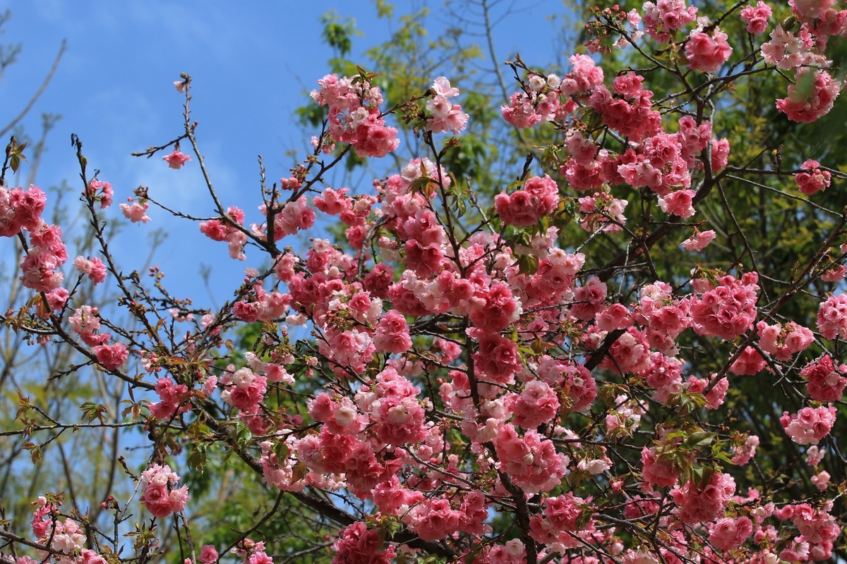 拍摄花卉一（543）