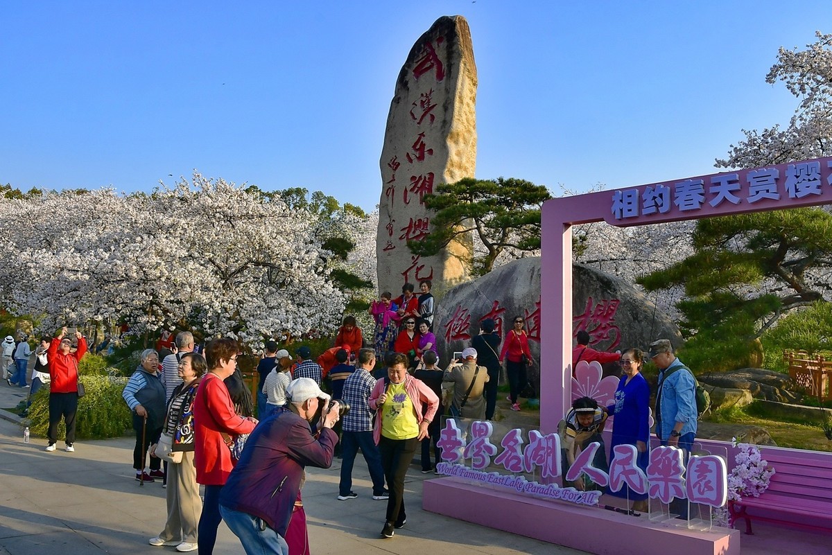 东湖樱花季