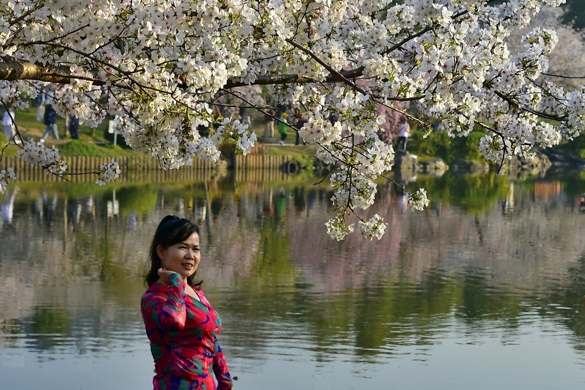 东湖樱花季