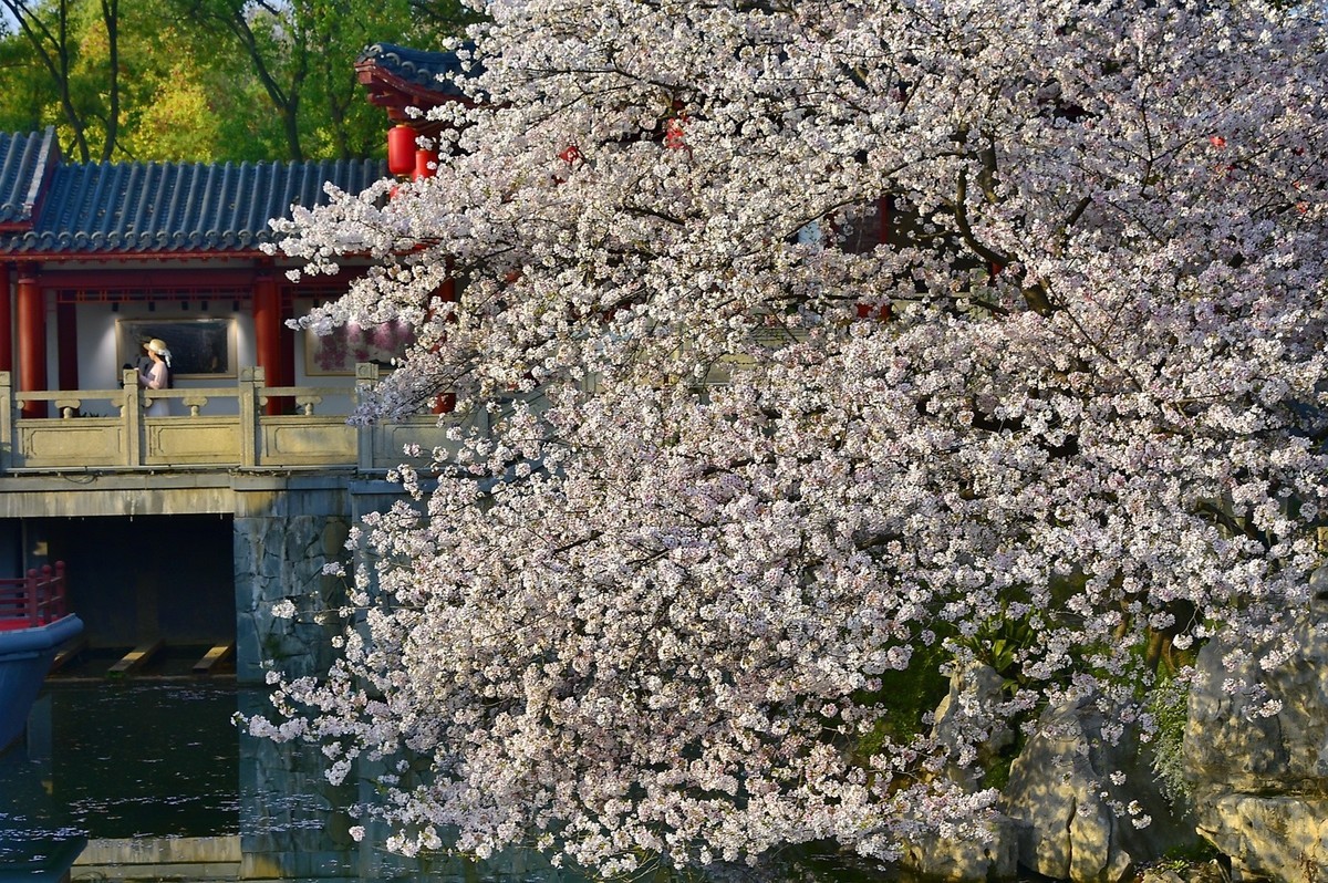 东湖樱花季