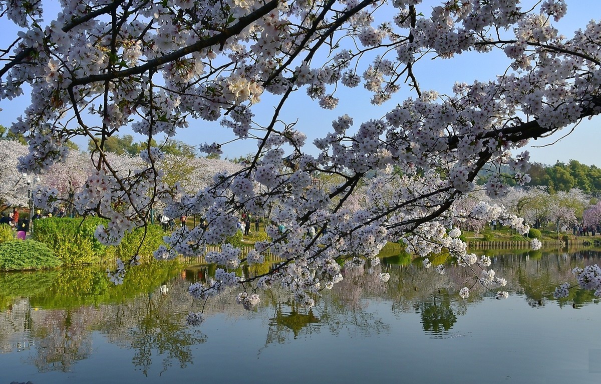 东湖樱花季
