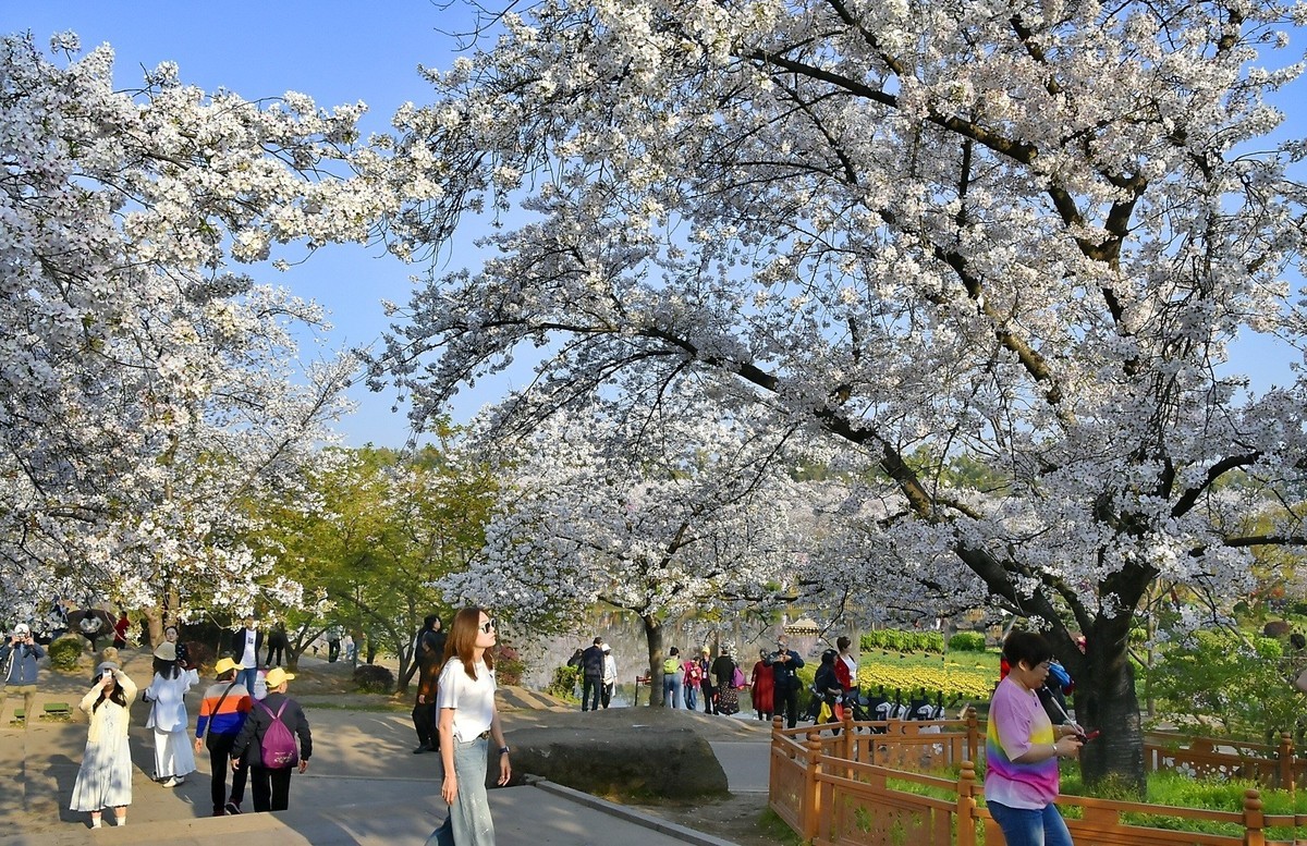 东湖樱花季