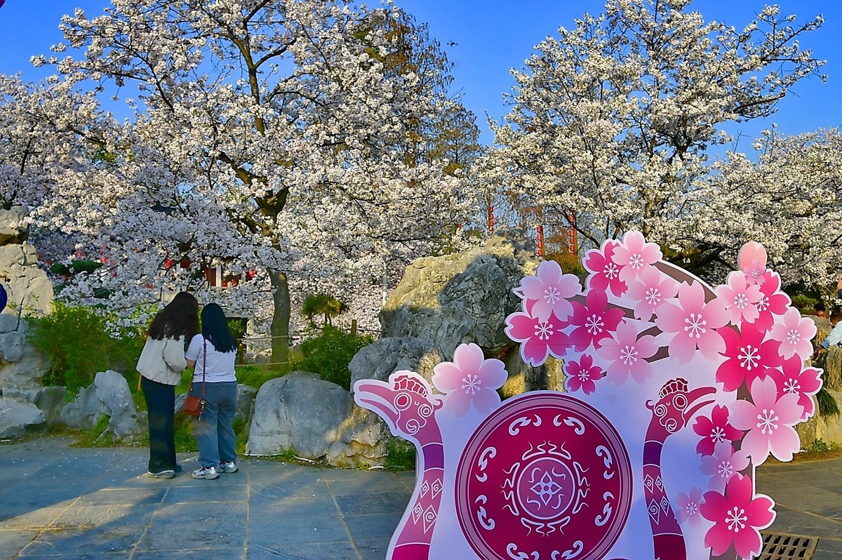 东湖樱花季
