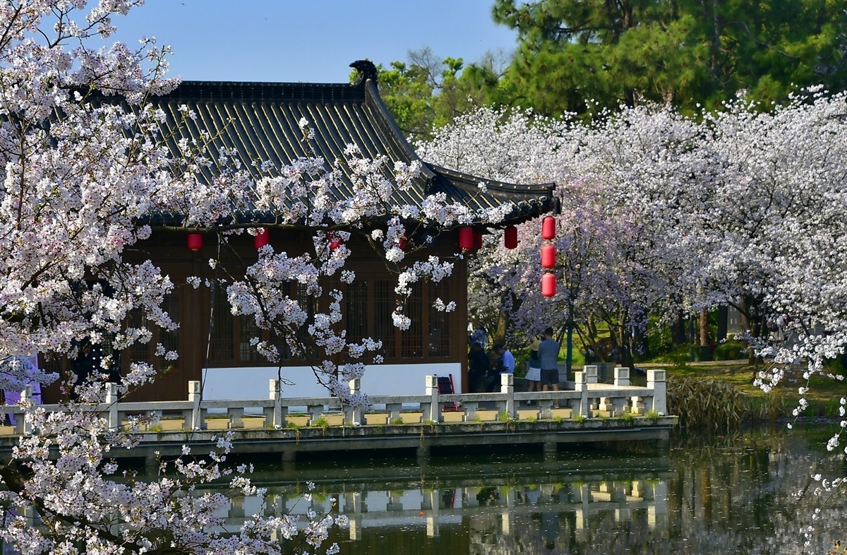东湖樱花季