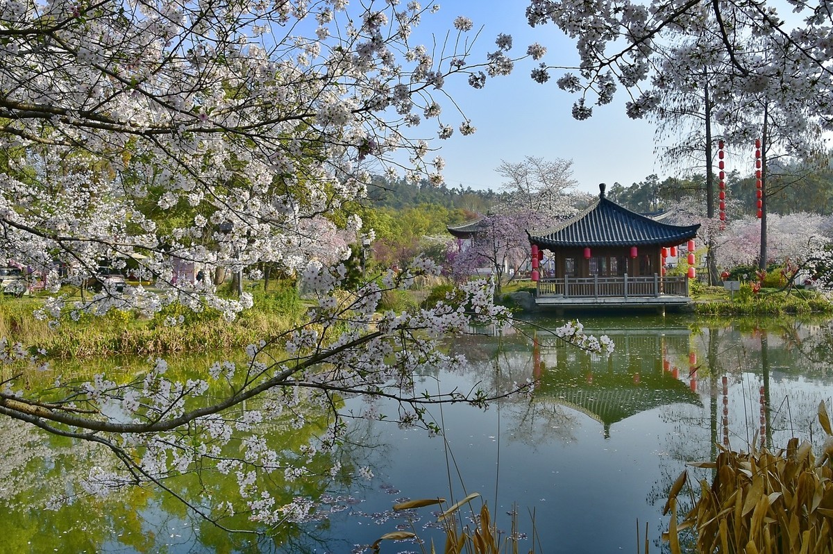东湖樱花季