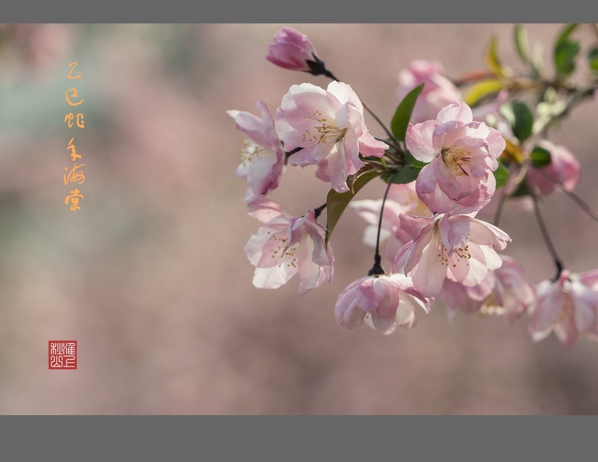 乙巳蛇年海棠花2