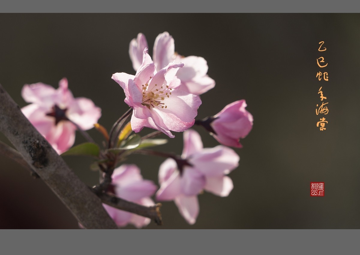 乙巳蛇年海棠花2