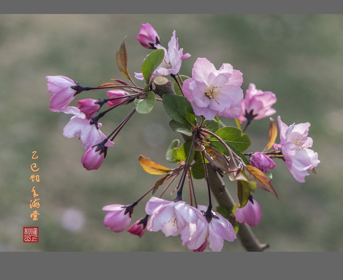 乙巳蛇年海棠花2