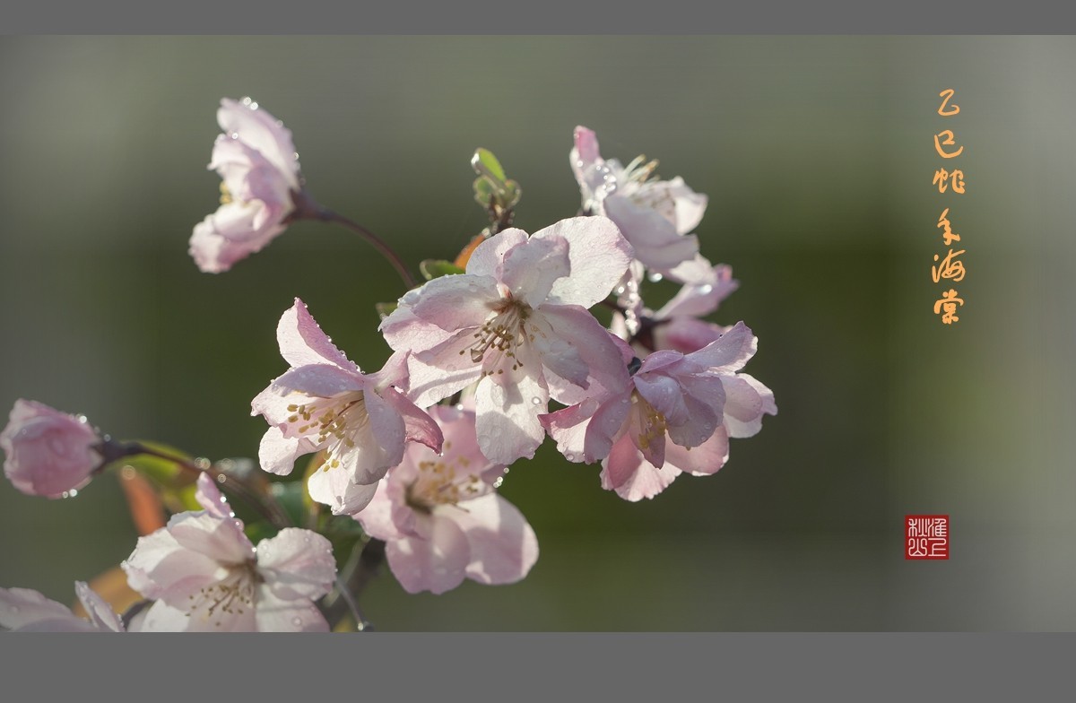 乙巳蛇年海棠花2
