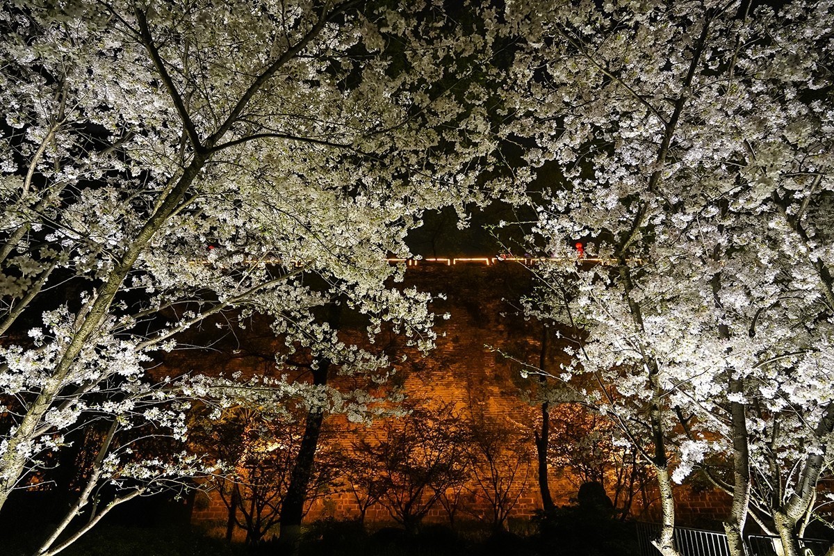 2025年第0207贴-南京人文风光旅拍（0328）