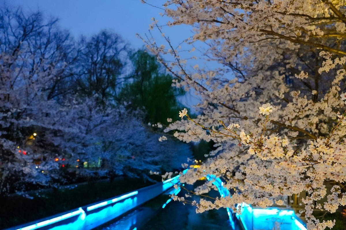 2025年第0207贴-南京人文风光旅拍（0328）