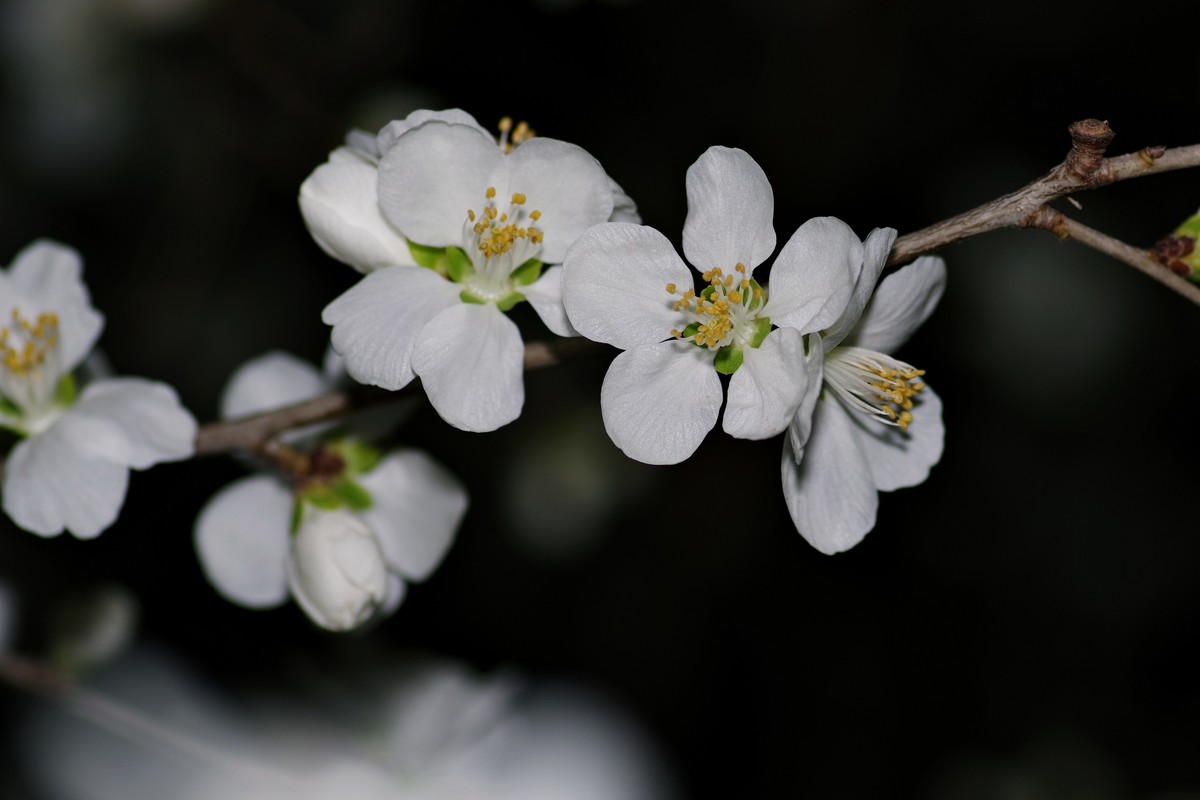 夜色下的桃花-2