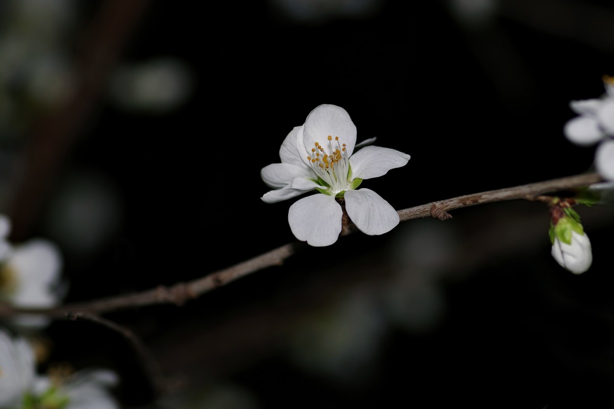 夜色下的桃花-2