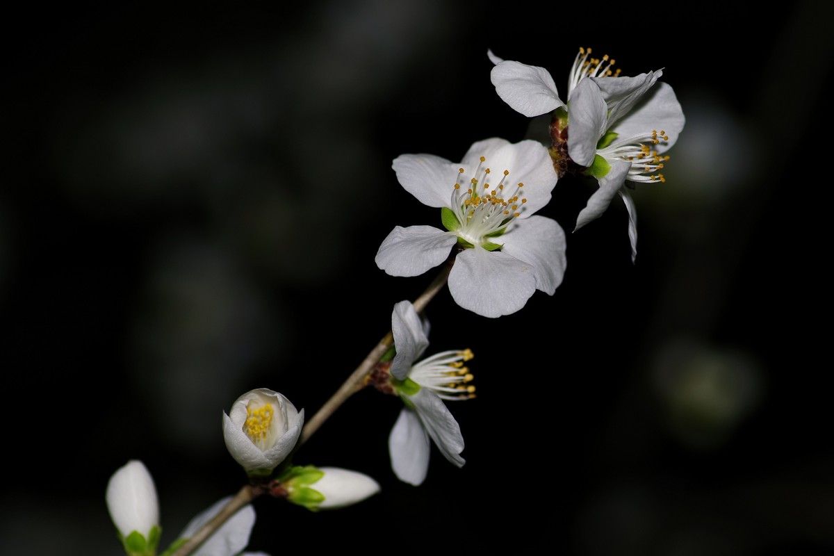 夜色下的桃花-2