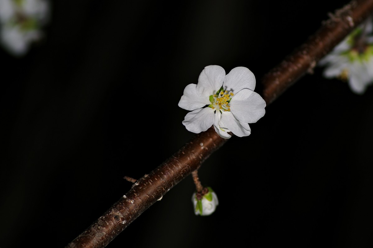 夜色下的桃花-2