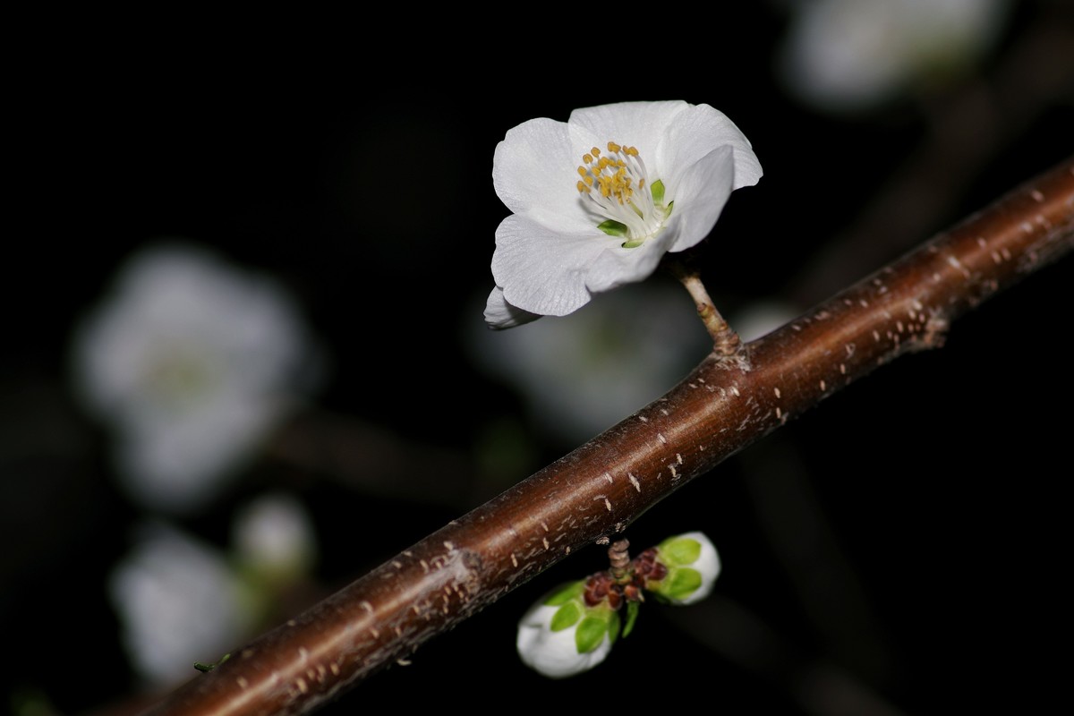 夜色下的桃花-2