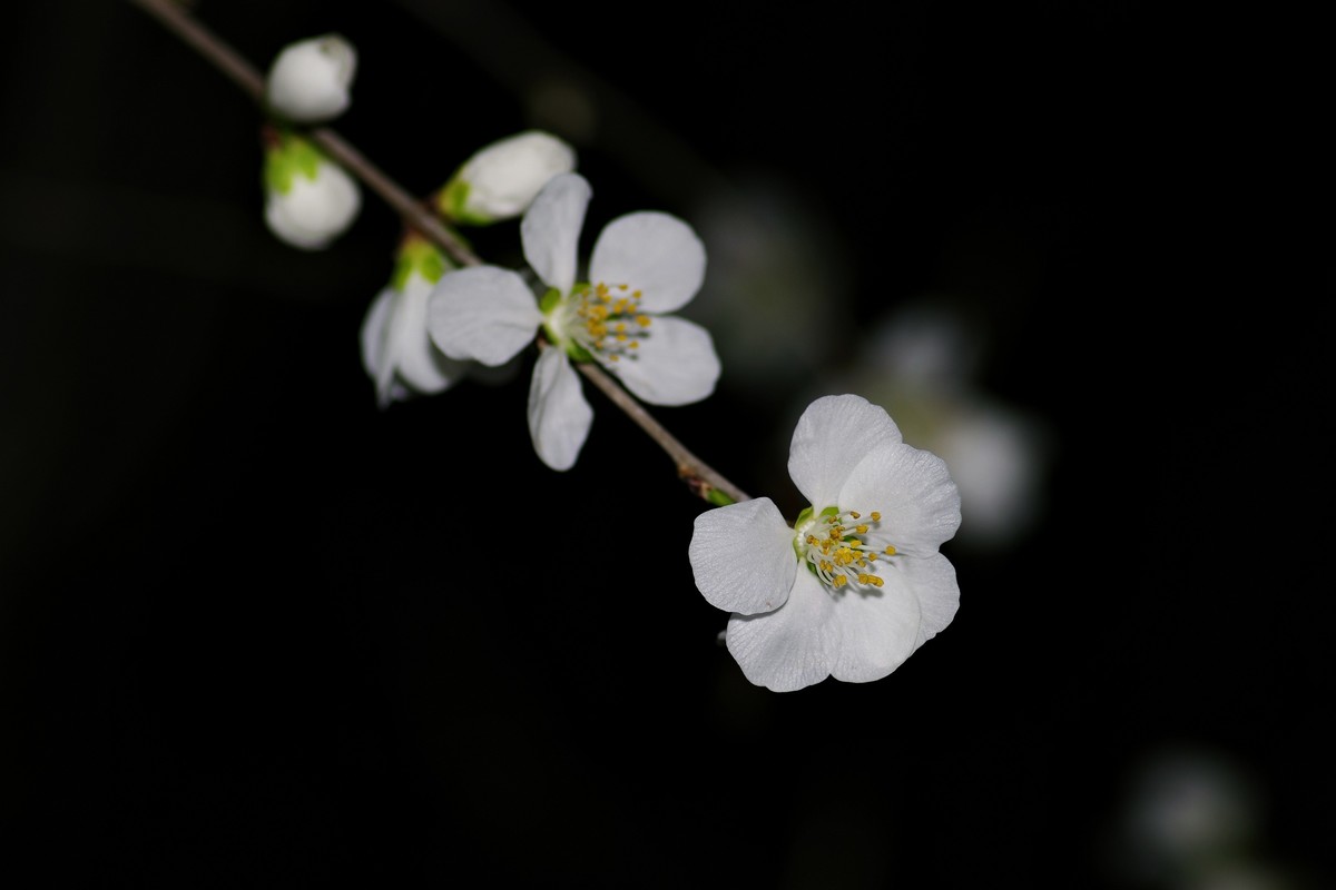 夜色下的桃花-2