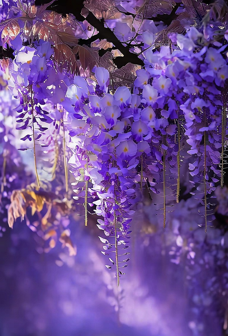 长沙紫屿农场紫腾花