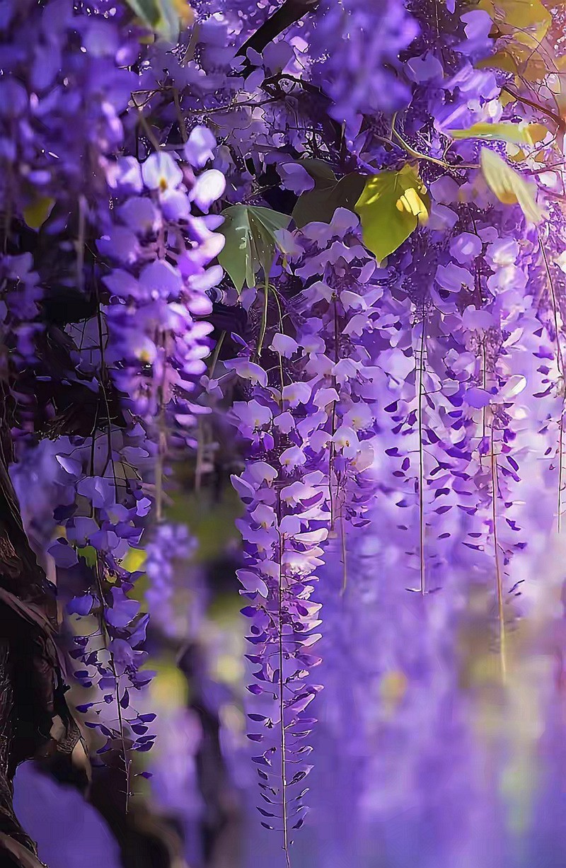 长沙紫屿农场紫腾花