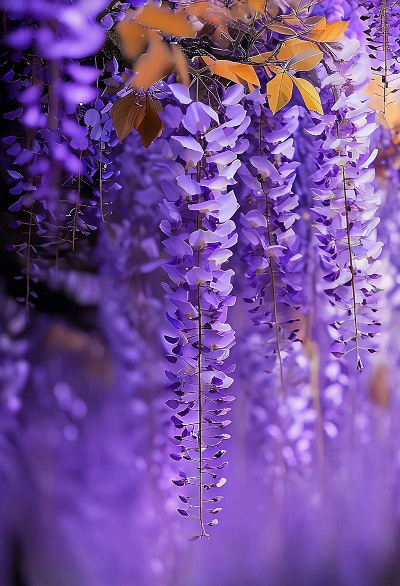 长沙紫屿农场紫腾花