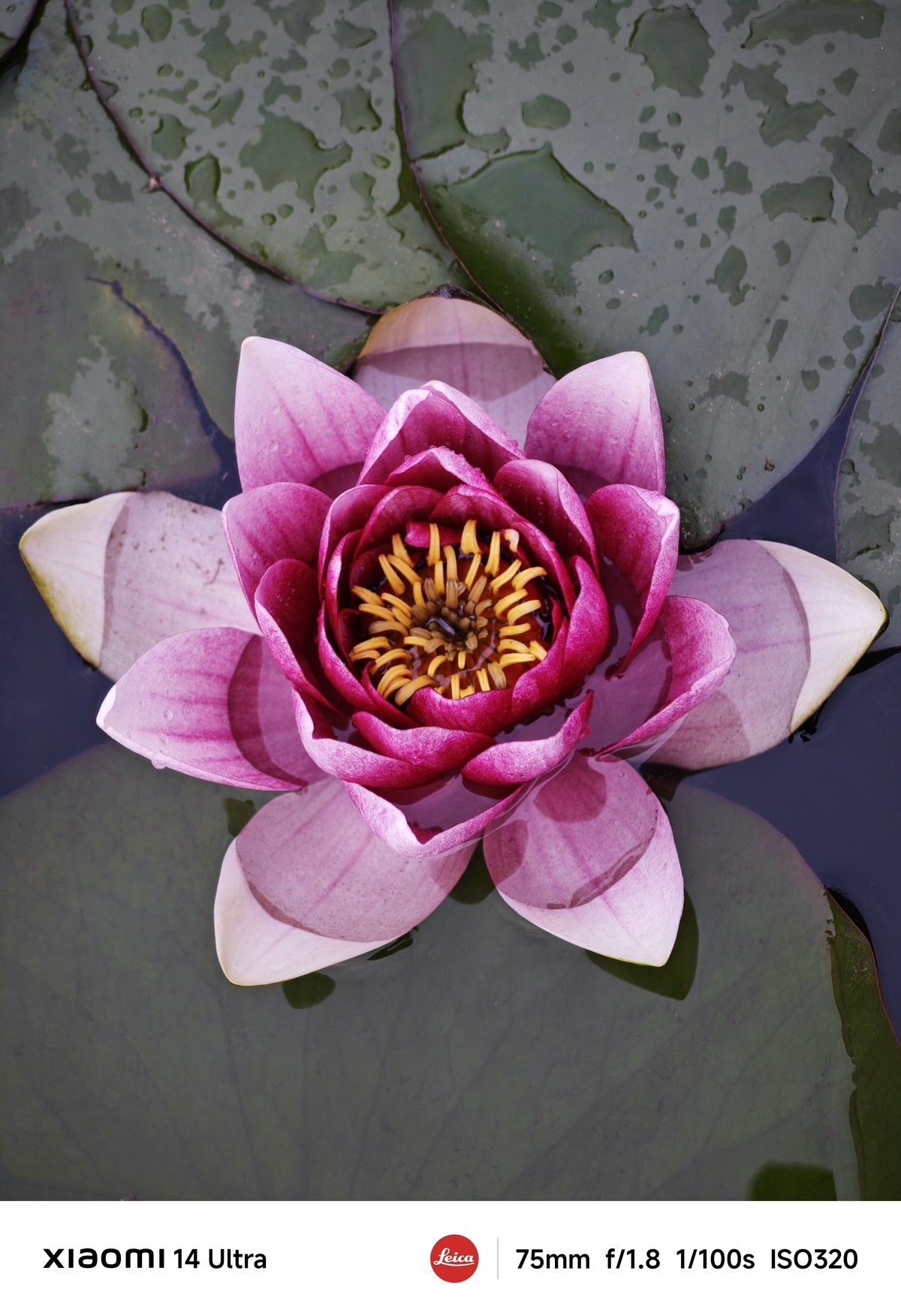 手机随拍记录生活