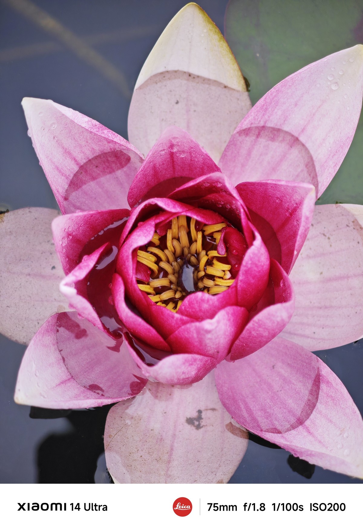 手机随拍记录生活