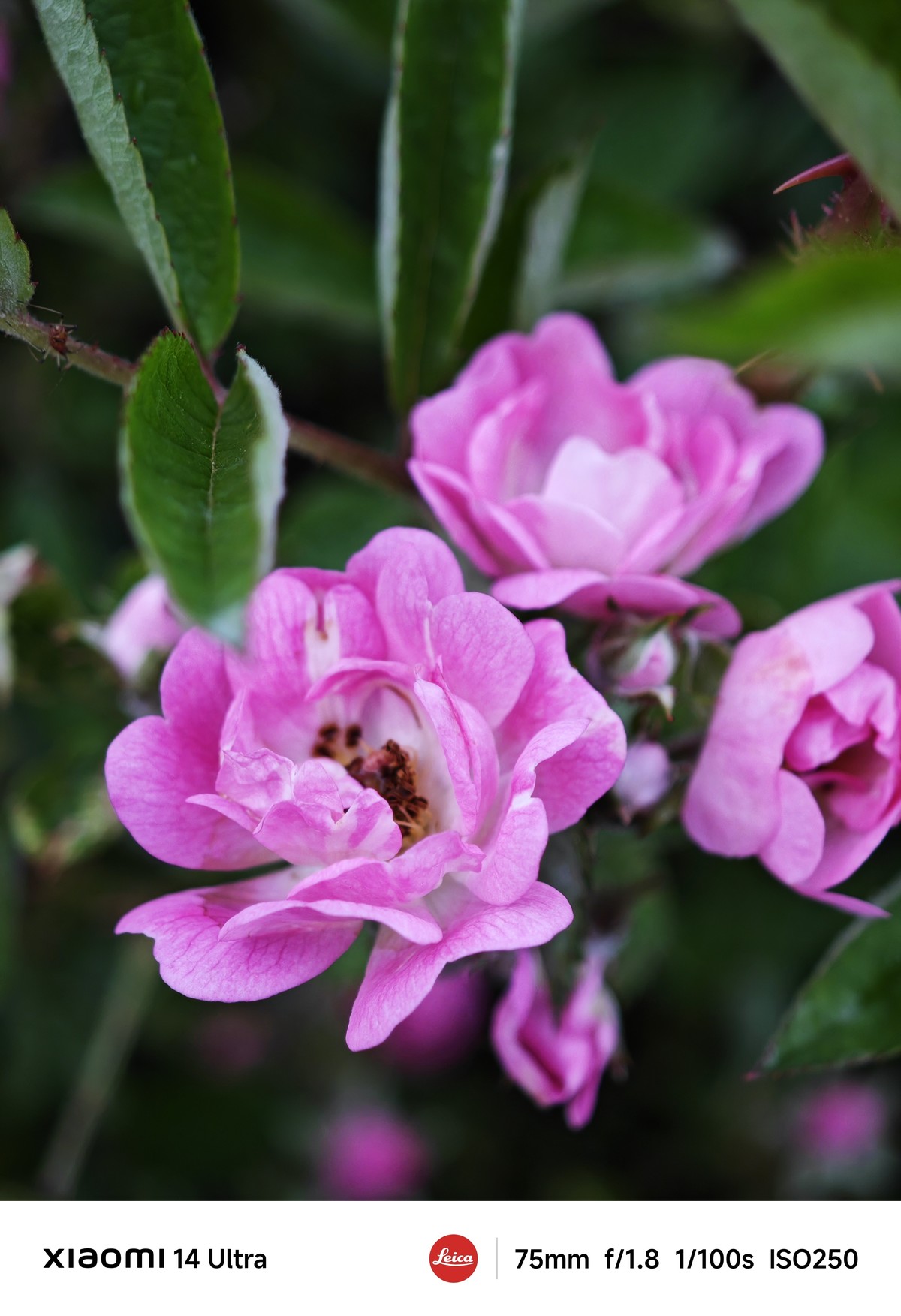 手机随拍记录生活