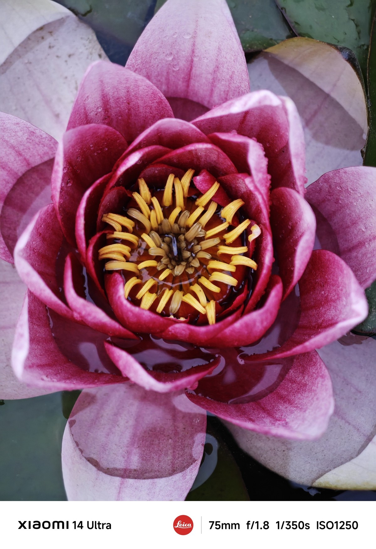 手机随拍记录生活