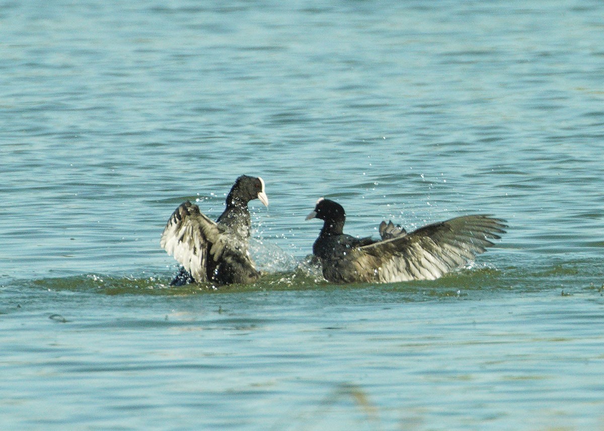 好斗的黑水鸡（6）