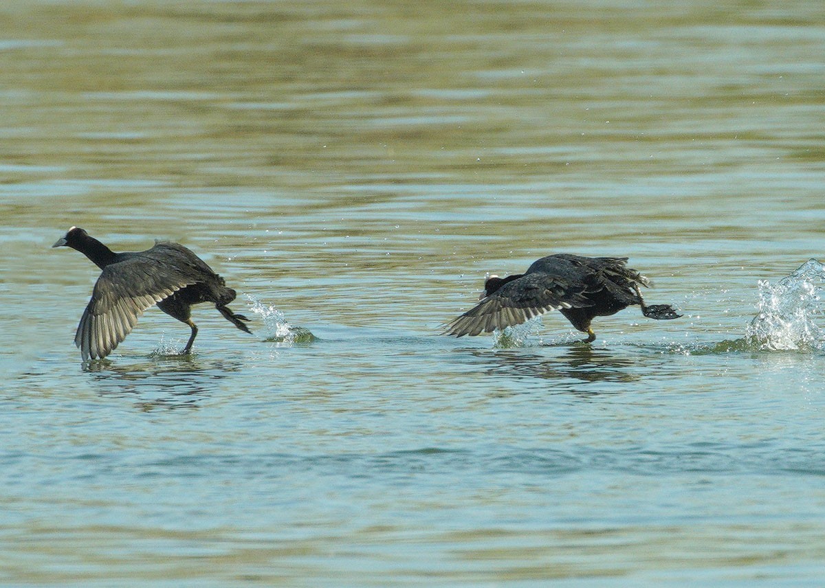 好斗的黑水鸡（6）