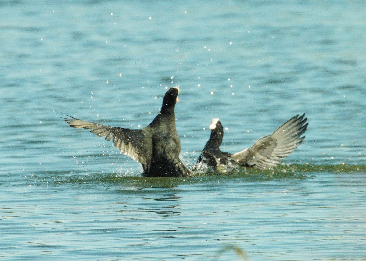 好斗的黑水鸡（6）