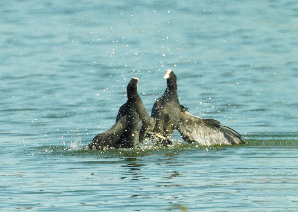 好斗的黑水鸡（6）