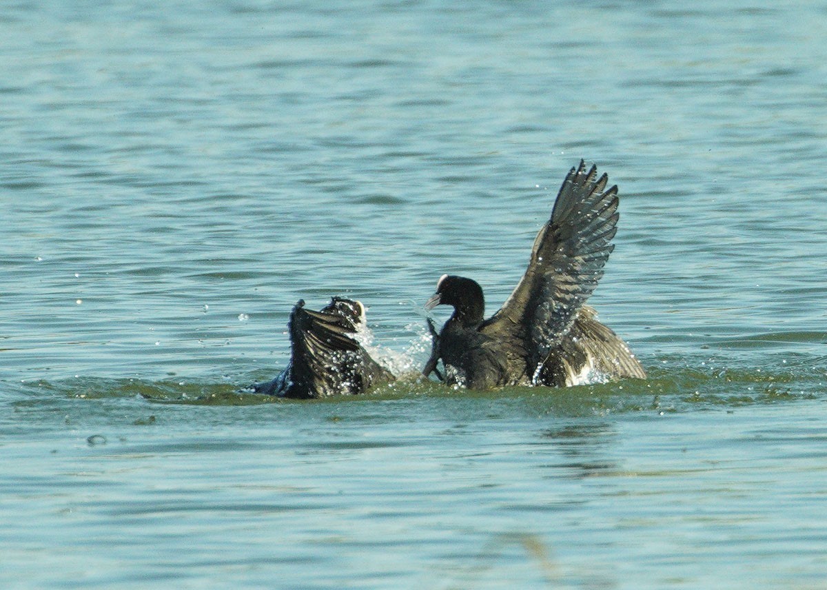 好斗的黑水鸡（6）