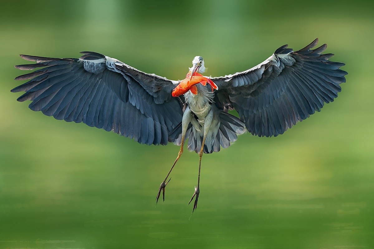 一痕雪影飘云去， 划破天心数点红。