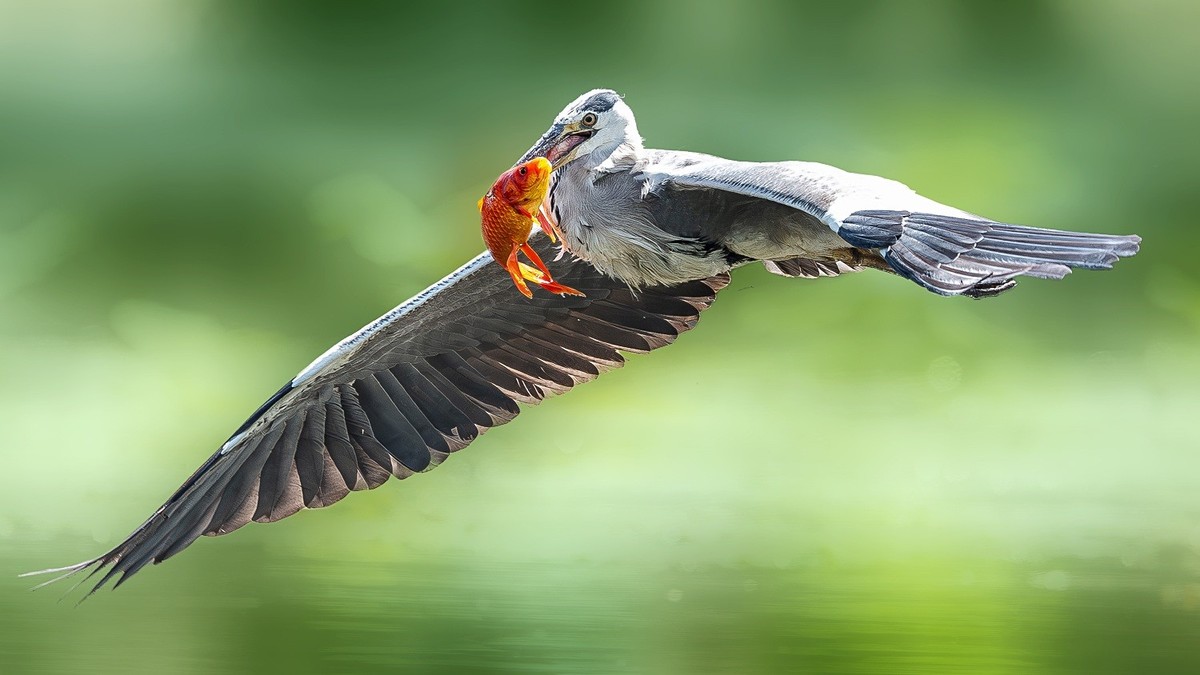 一痕雪影飘云去， 划破天心数点红。