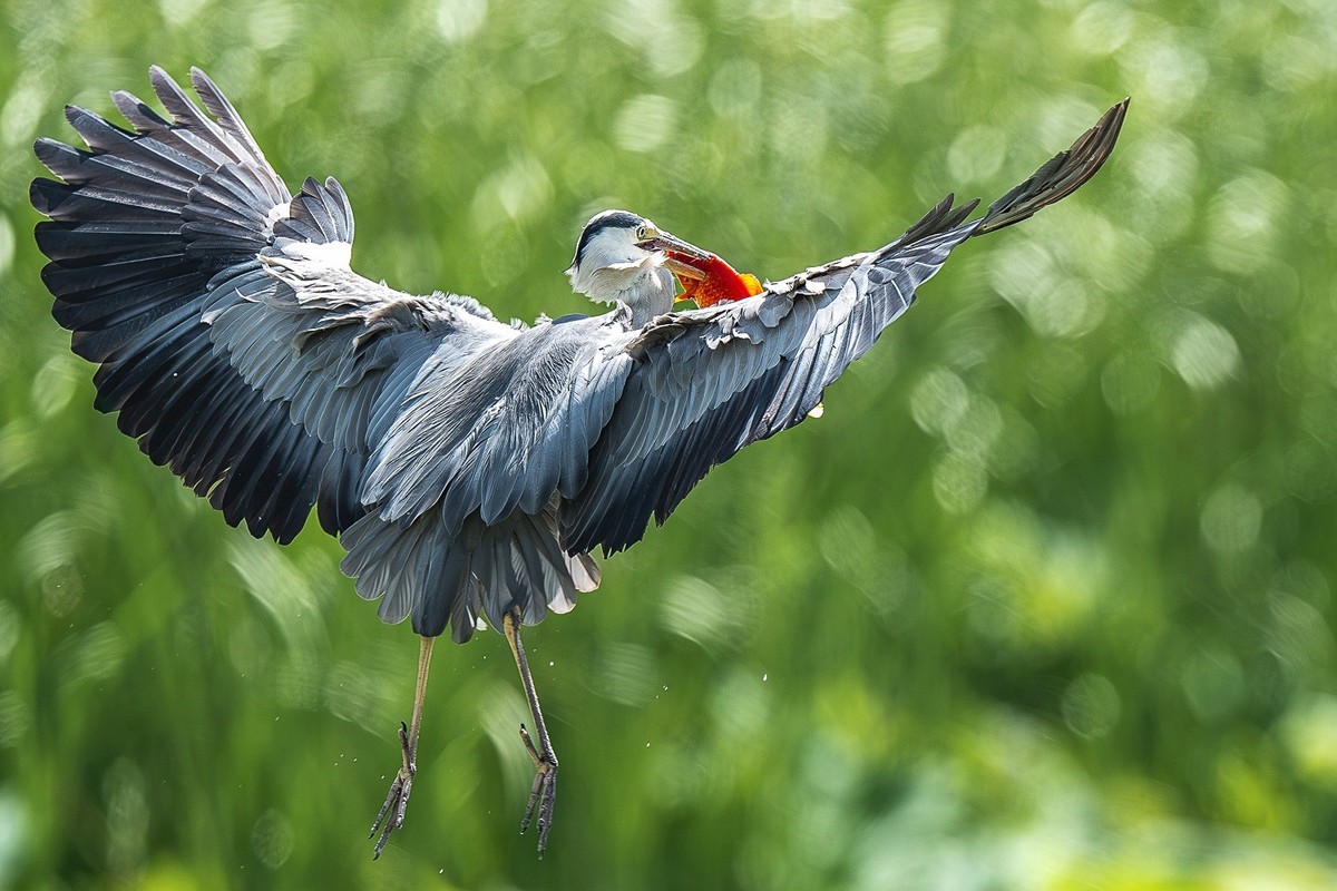 一痕雪影飘云去， 划破天心数点红。