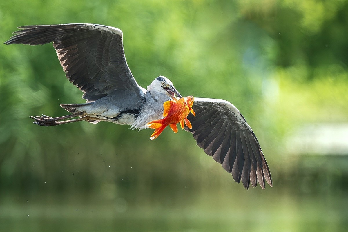一痕雪影飘云去， 划破天心数点红。