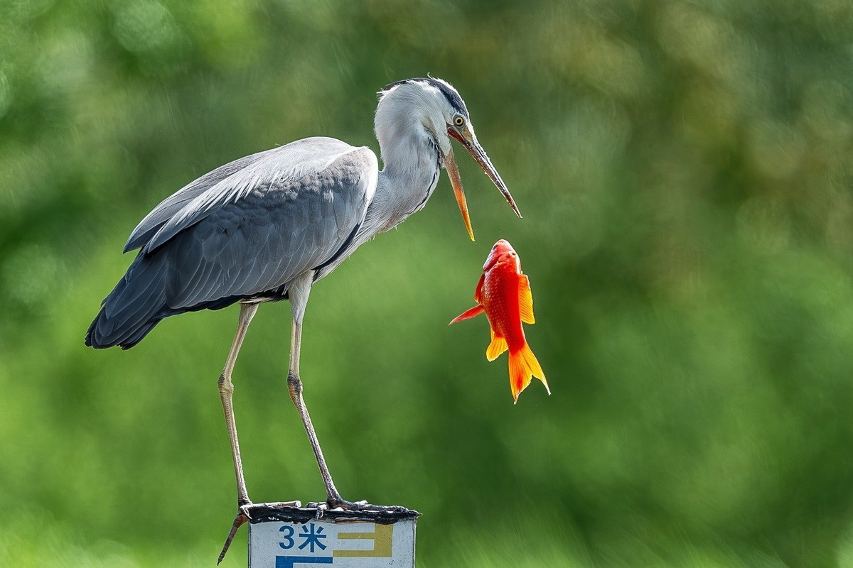 一痕雪影飘云去， 划破天心数点红。