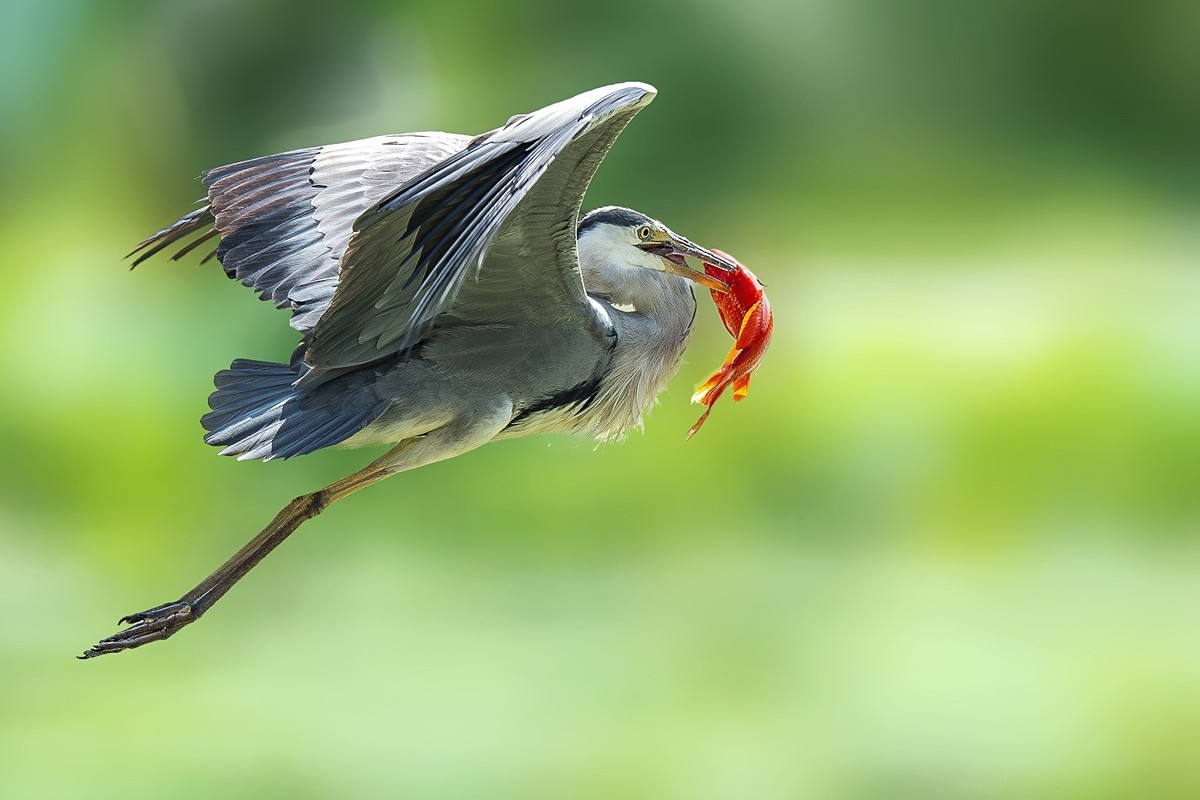 一痕雪影飘云去， 划破天心数点红。