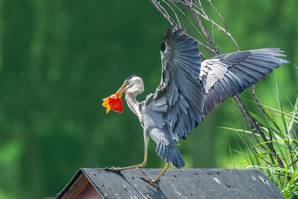 一痕雪影飘云去， 划破天心数点红。