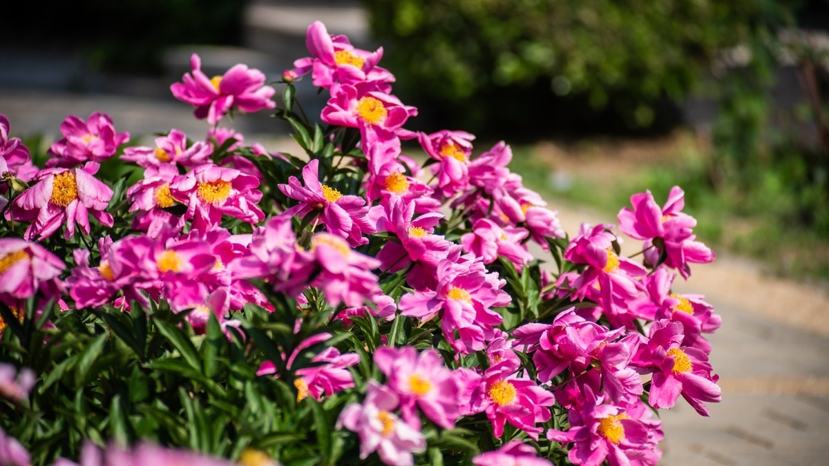 房 前 屋 后 的 花