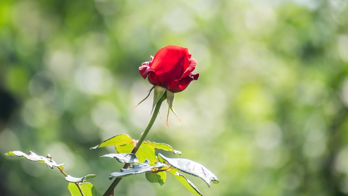 房 前 屋 后 的 花