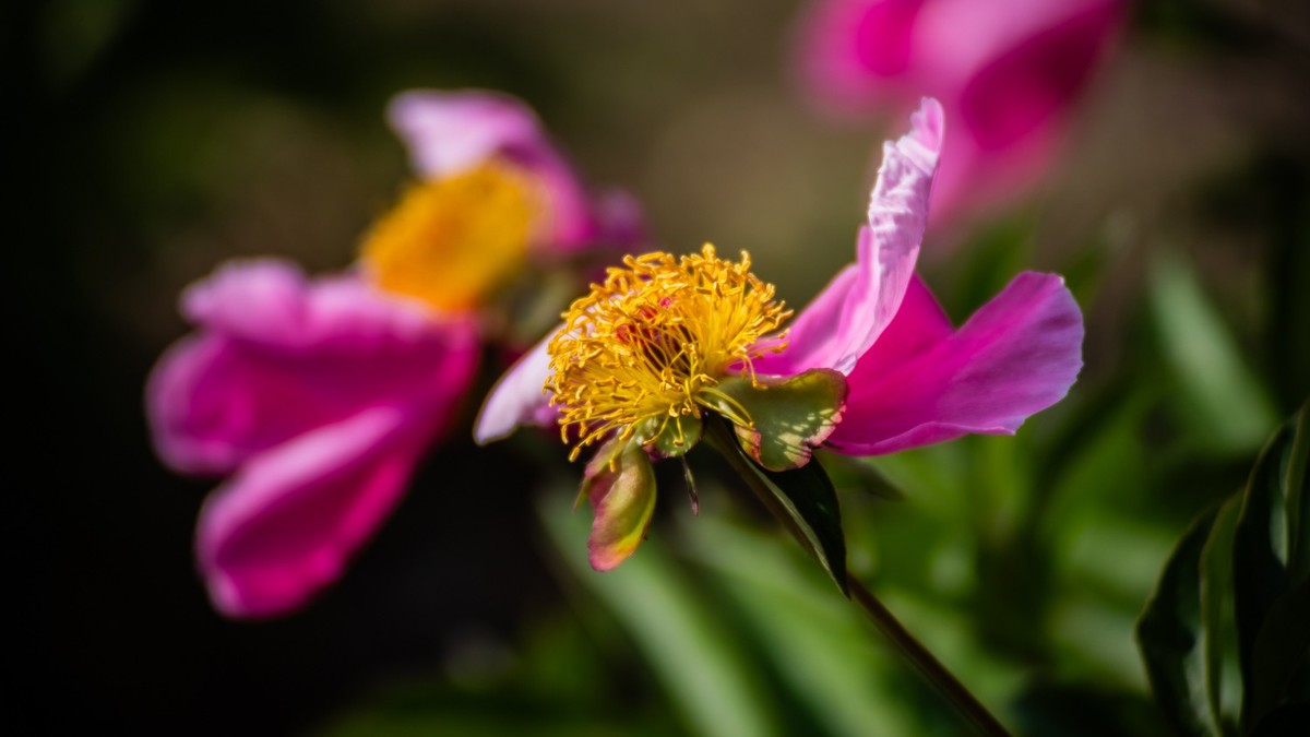房 前 屋 后 的 花