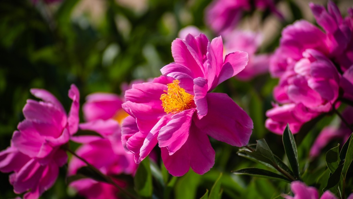 房 前 屋 后 的 花