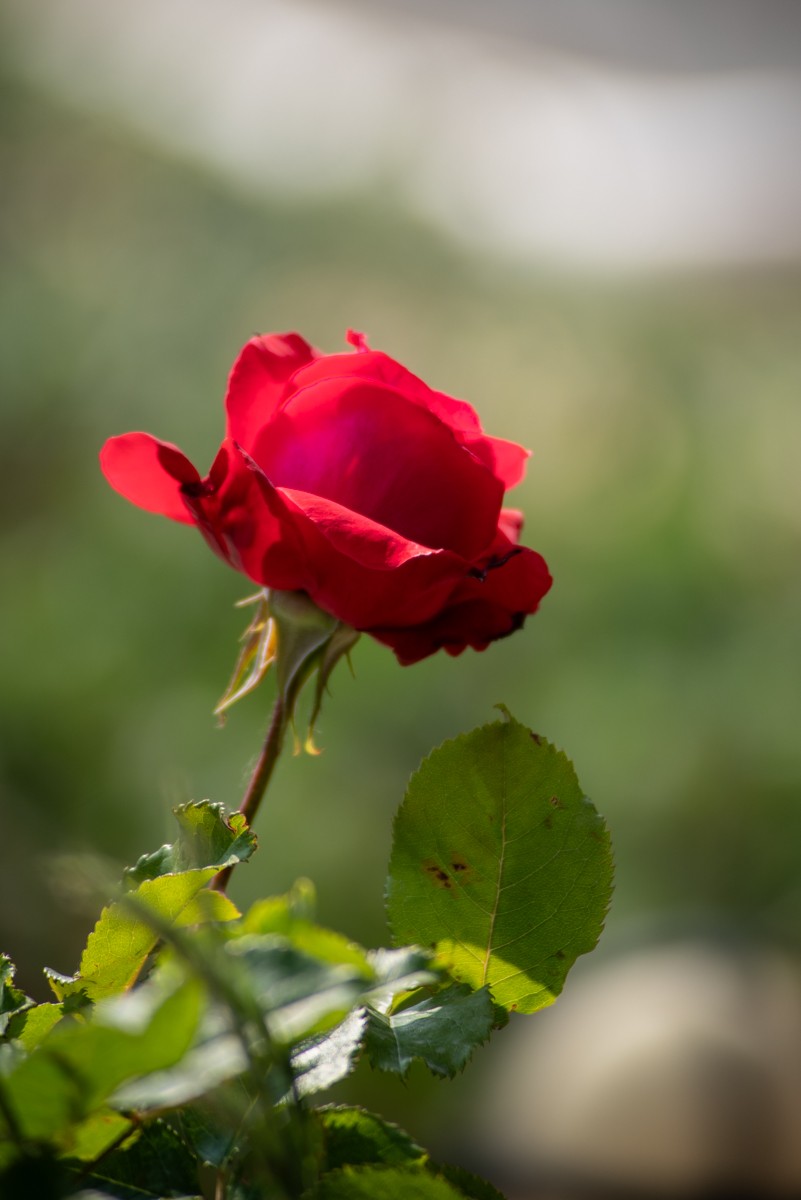 房 前 屋 后 的 花