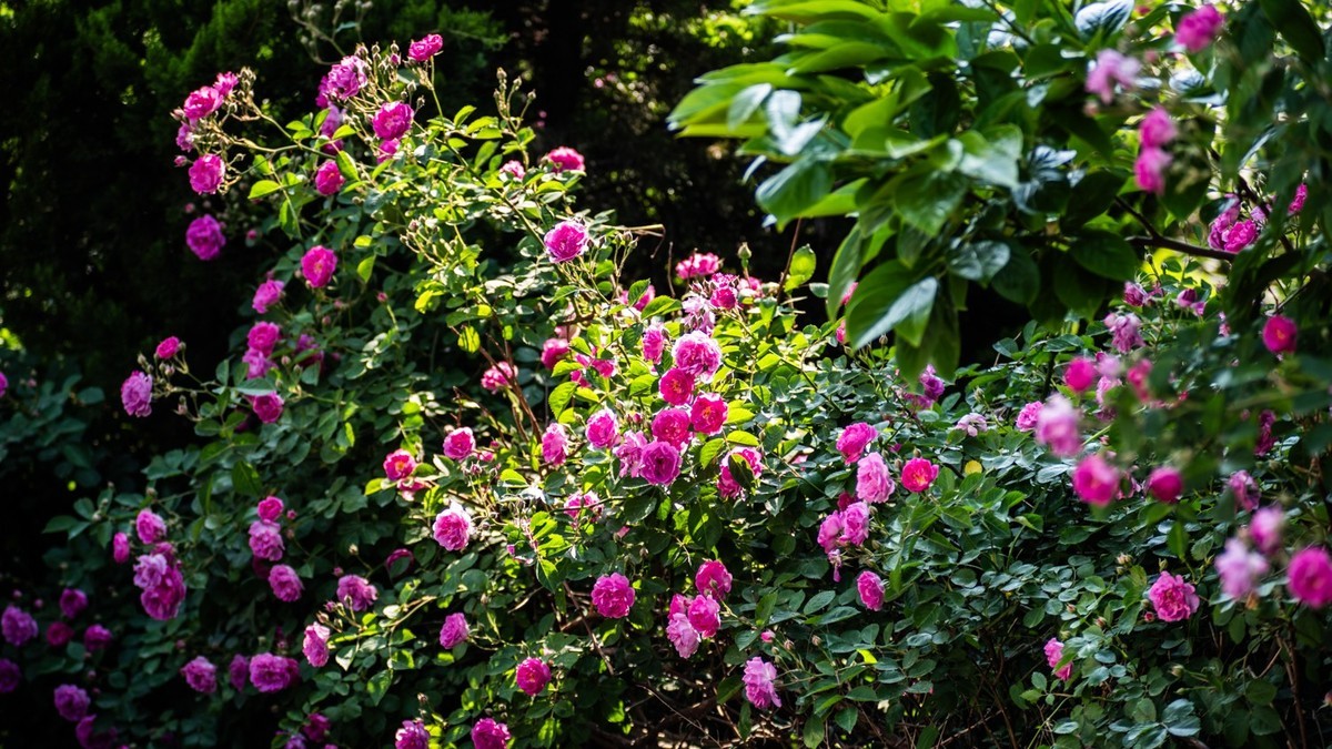 房 前 屋 后 的 花