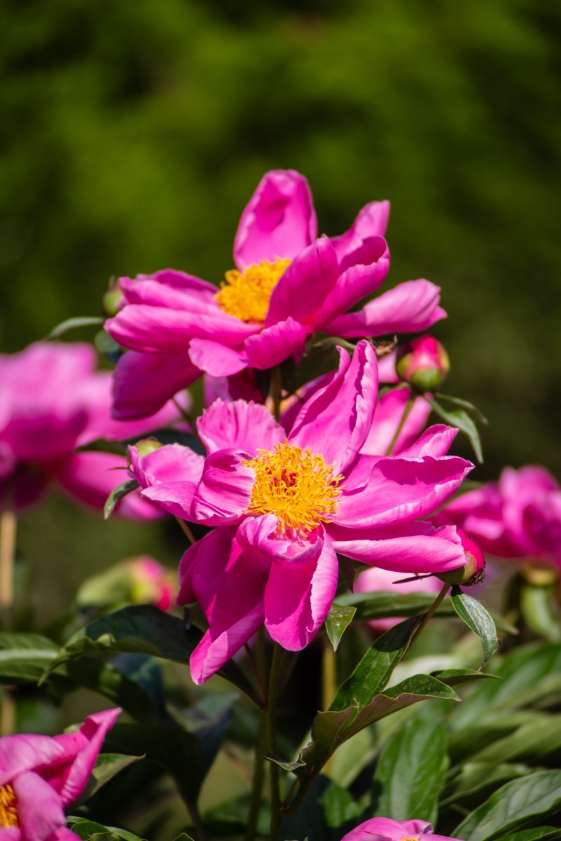 房 前 屋 后 的 花