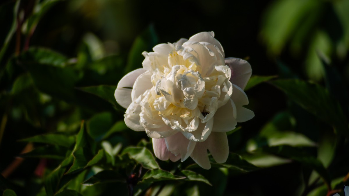 房 前 屋 后 的 花