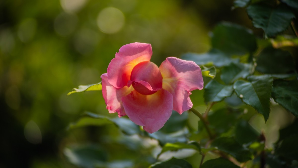 房 前 屋 后 的 花